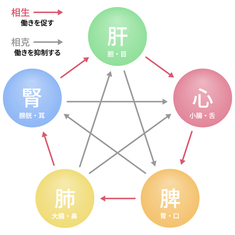 不調の根本源を特定する「五臓」